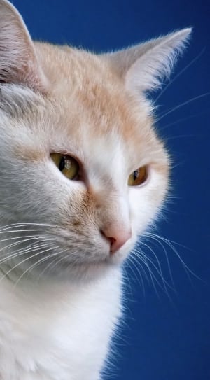 white and orange short fur cat thumbnail
