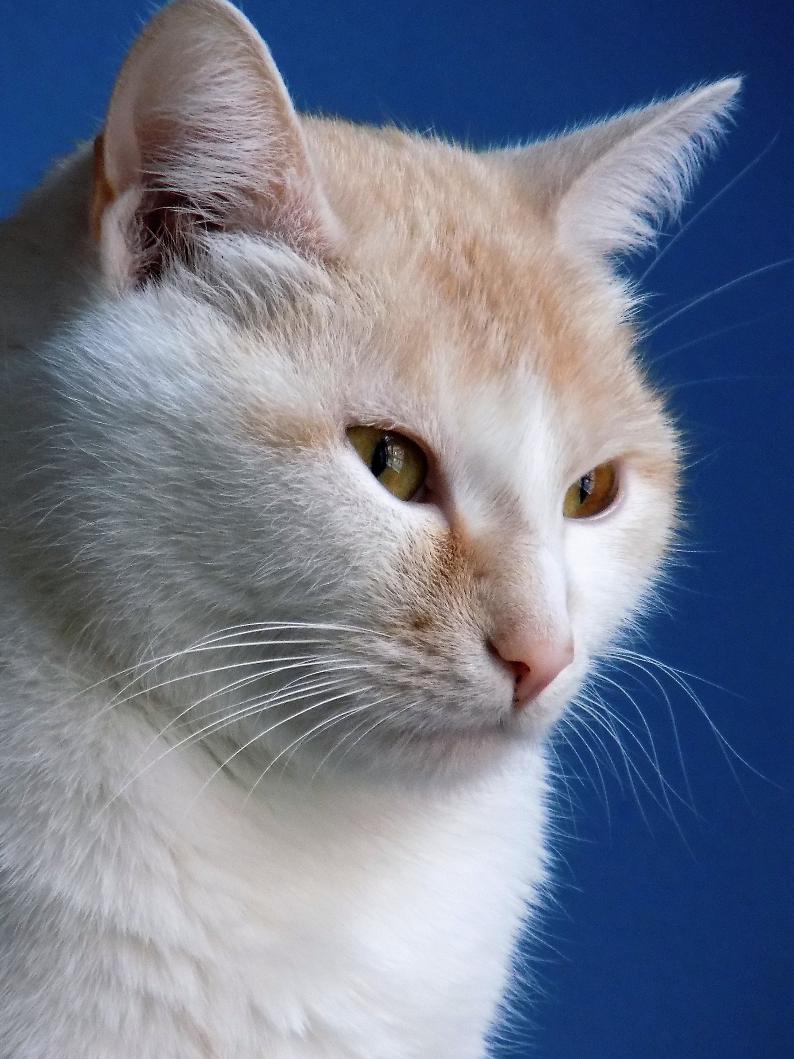 white and orange short fur cat