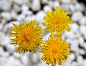 yellow dandelions thumbnail
