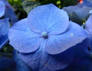 blue petal flower thumbnail