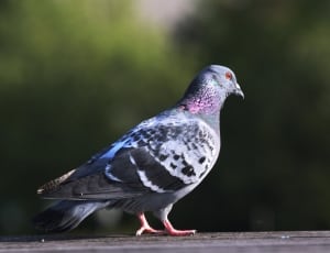 grey and white pigeon thumbnail
