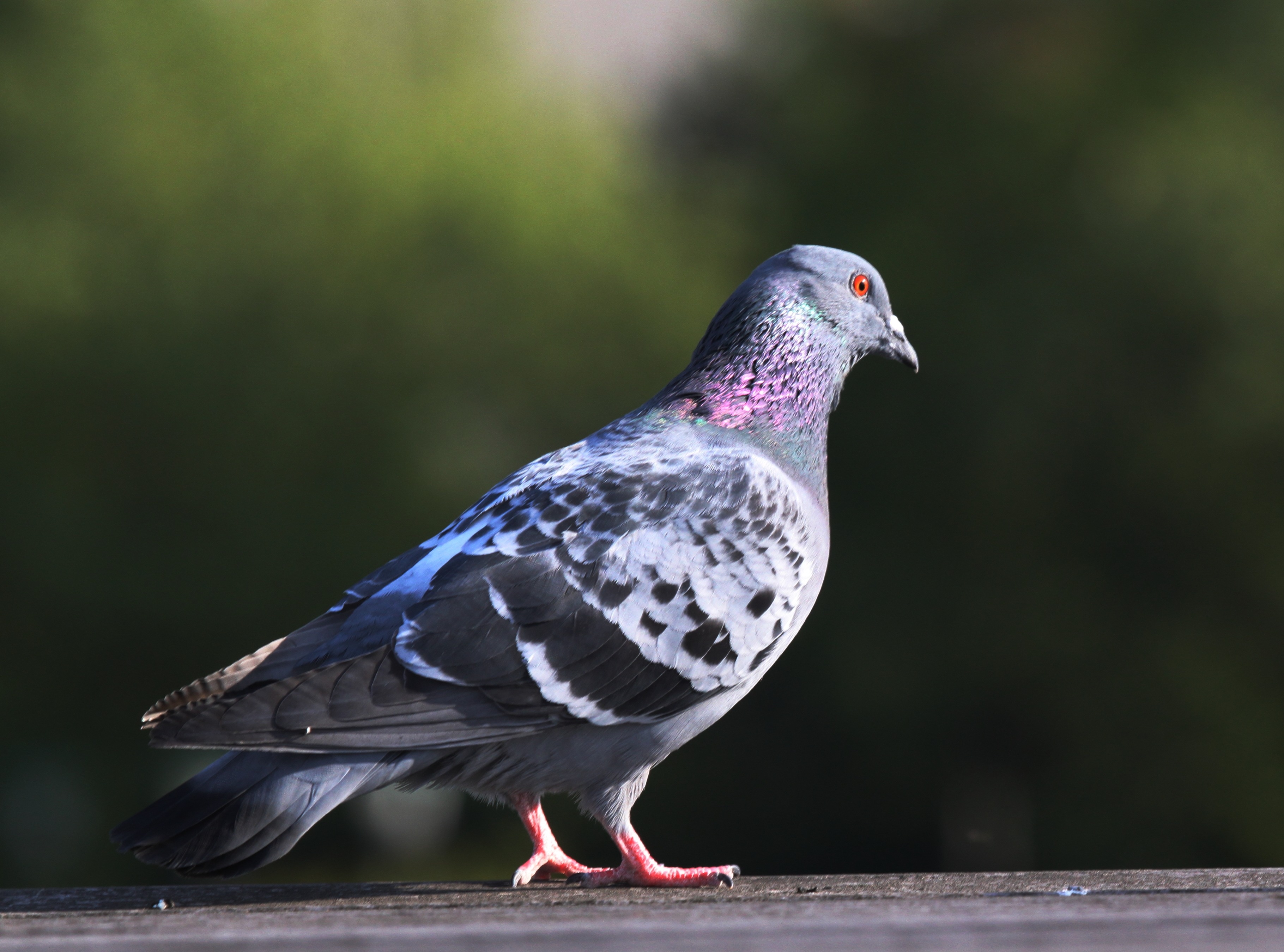 grey and white pigeon