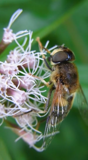 bee insect thumbnail