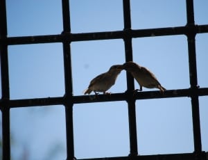 2 brown sparrows thumbnail