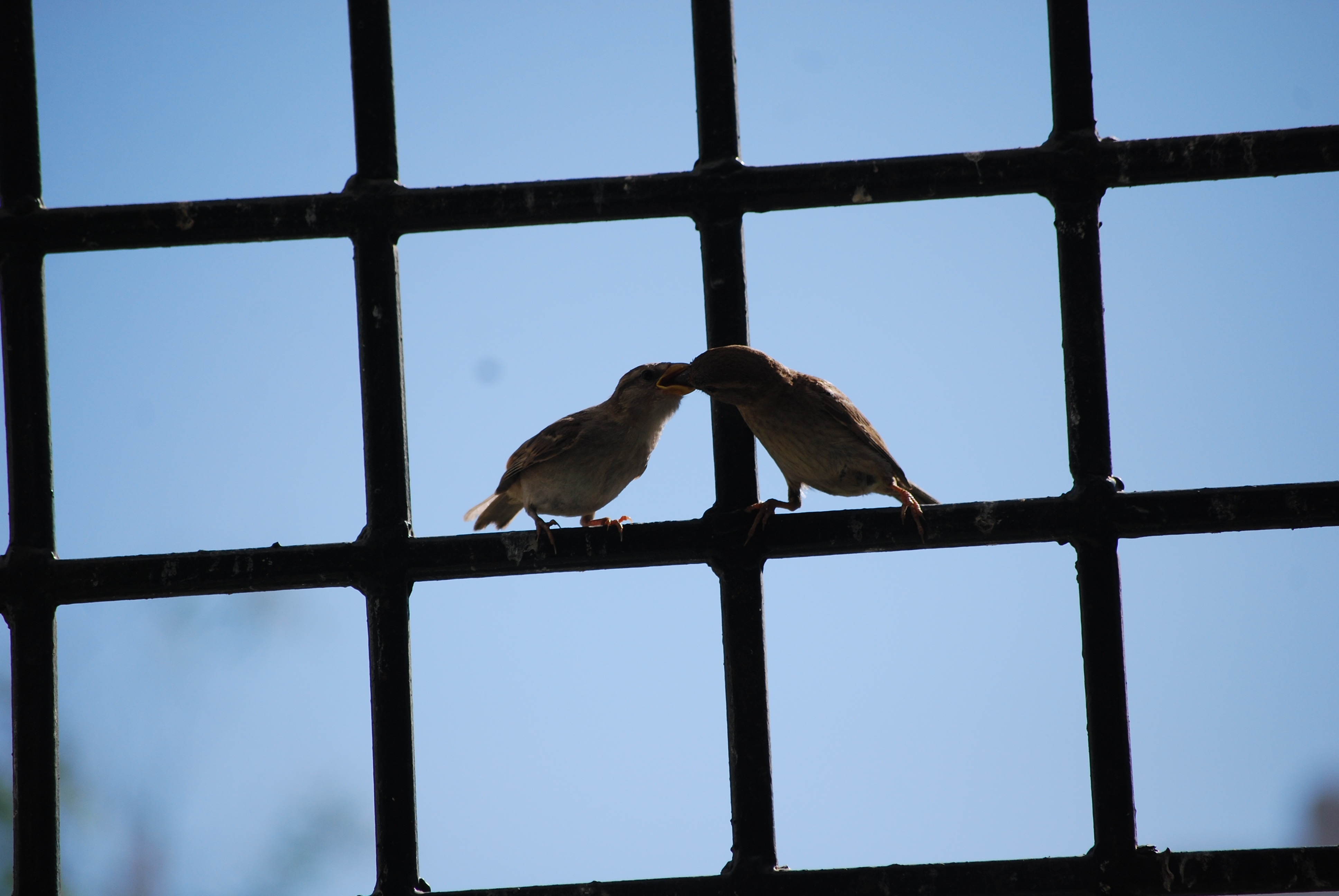 2 brown sparrows