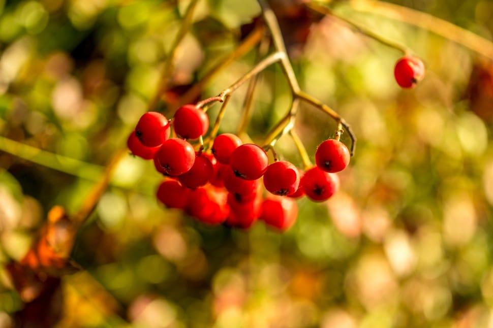 shallow focus photography of red cherries preview