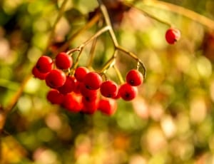 shallow focus photography of red cherries thumbnail