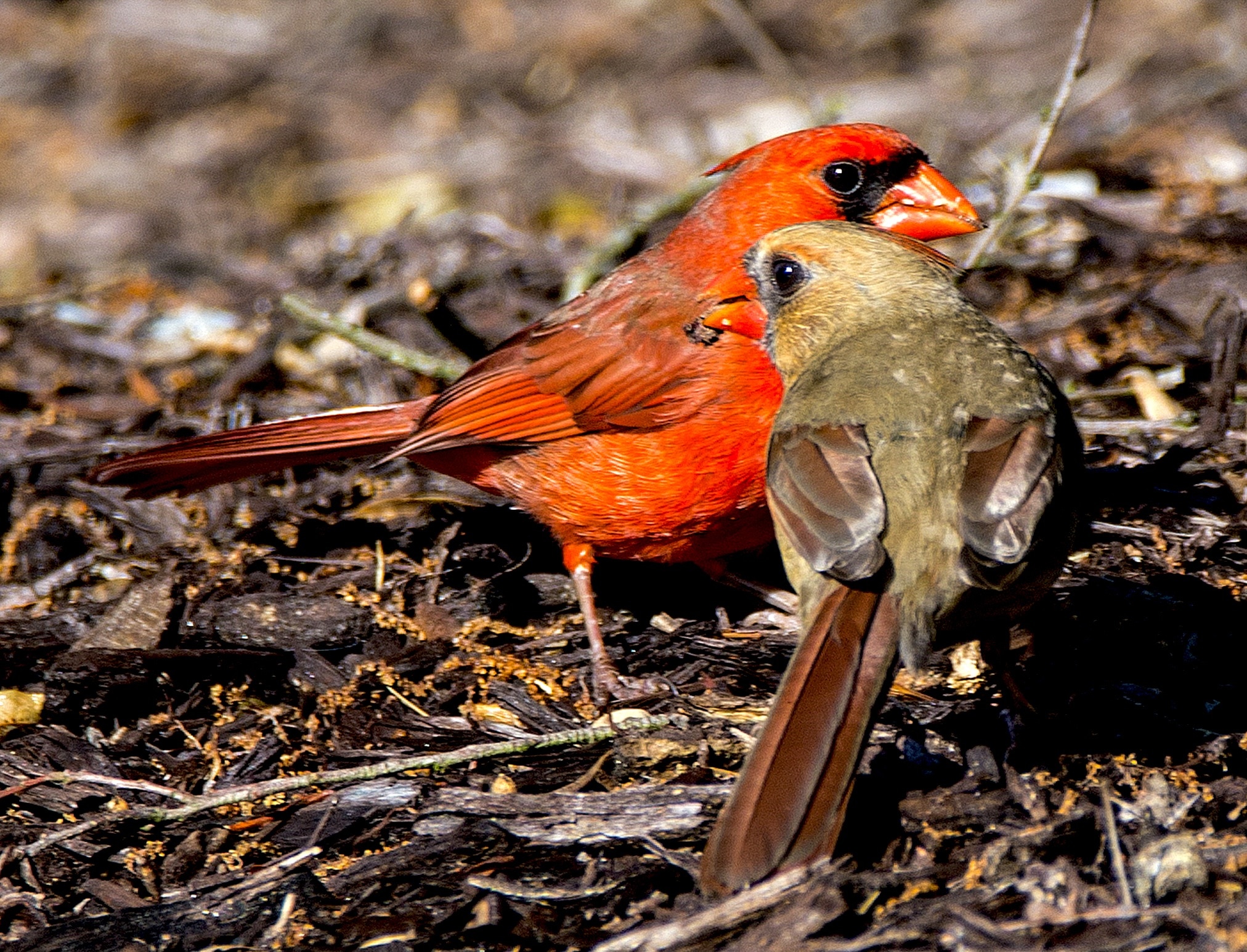 northern cardinal and pyrrhuloxia