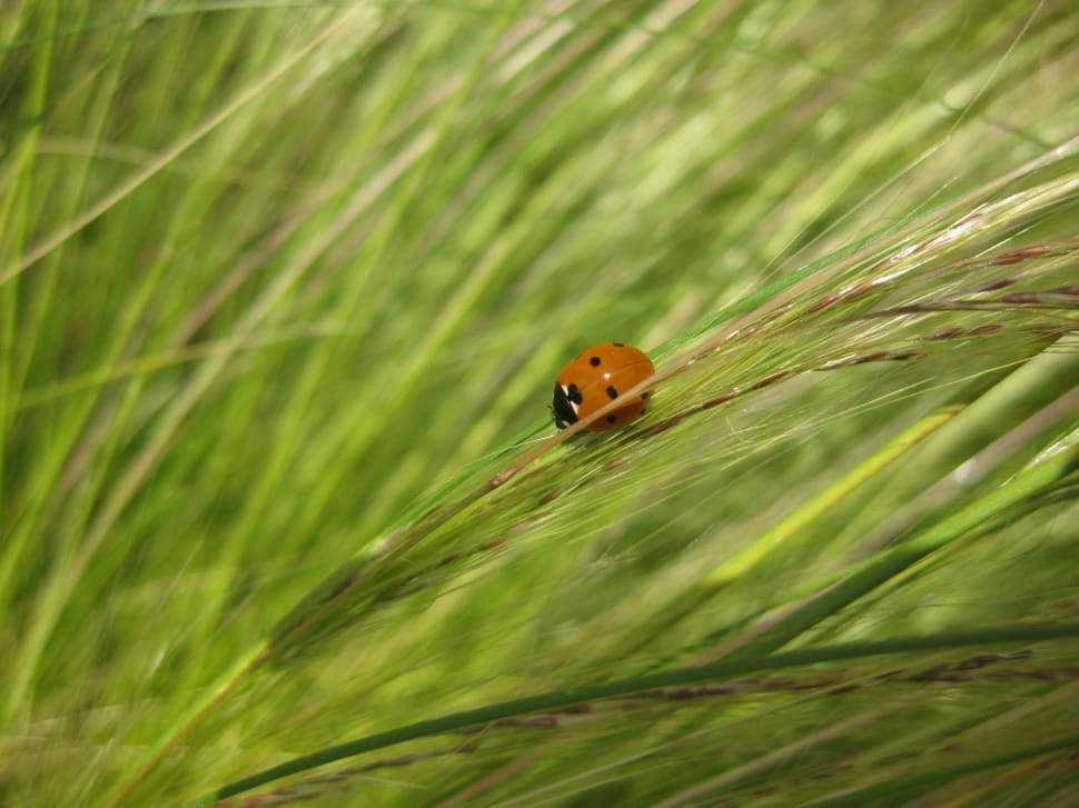 brown ladybug on grass preview