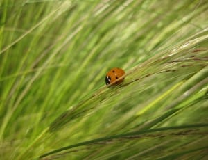 brown ladybug on grass thumbnail