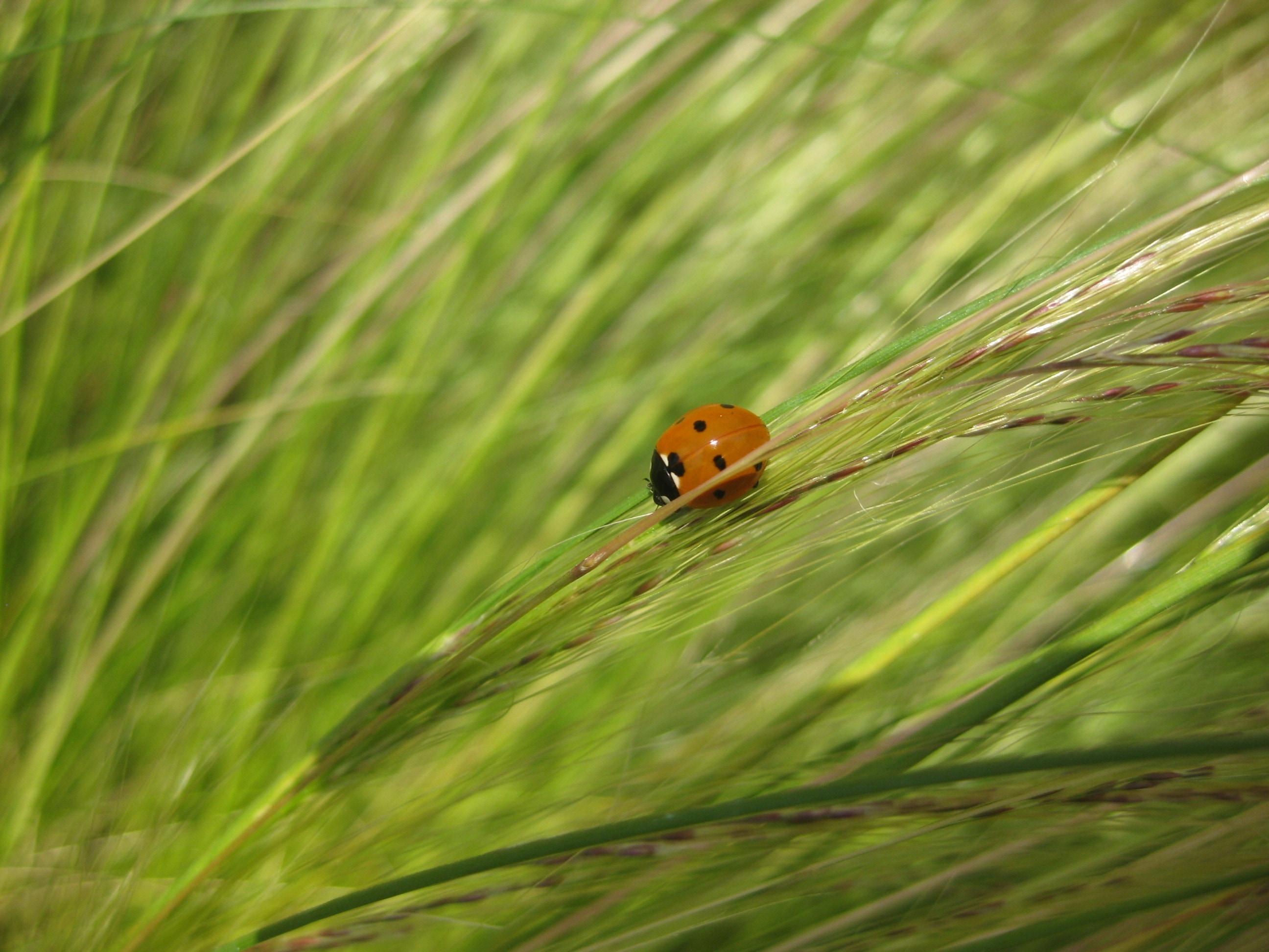 brown ladybug on grass