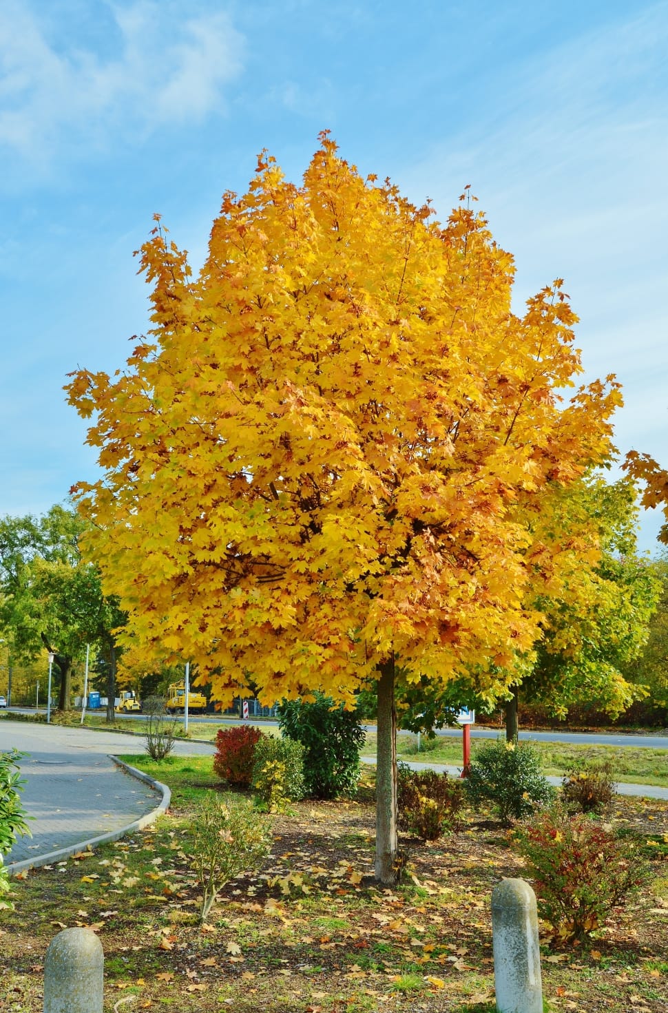 yellow maple tree preview