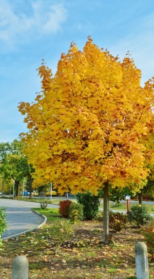 yellow maple tree thumbnail