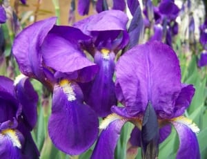 purple irises thumbnail