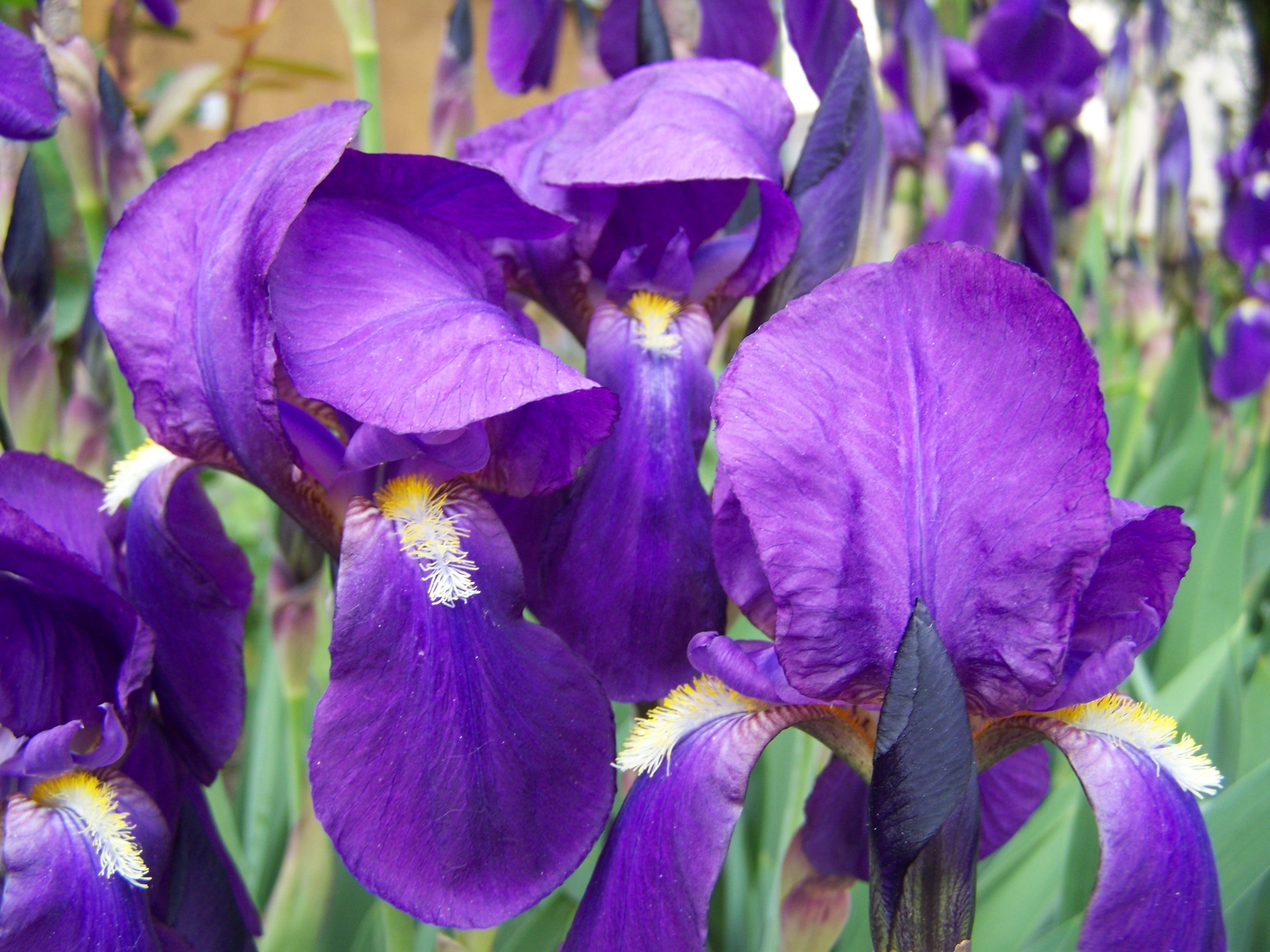 purple irises