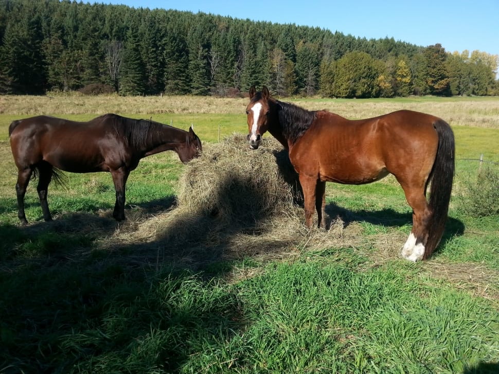 two brown,and,brown-and-white horses eating grass during daytime preview