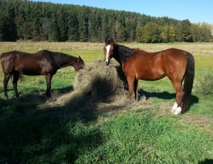 two brown,and,brown-and-white horses eating grass during daytime thumbnail