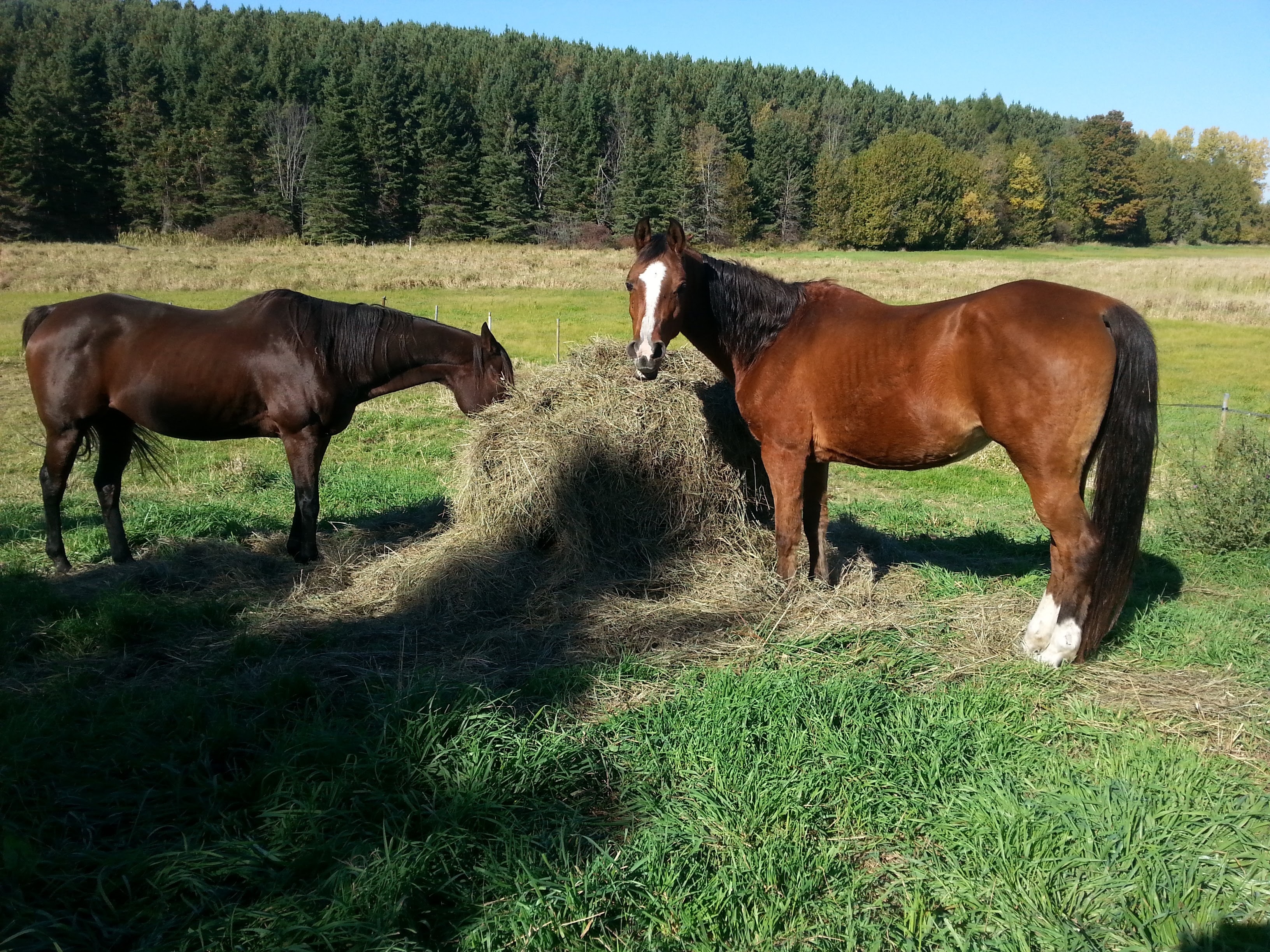 two brown,and,brown-and-white horses eating grass during daytime