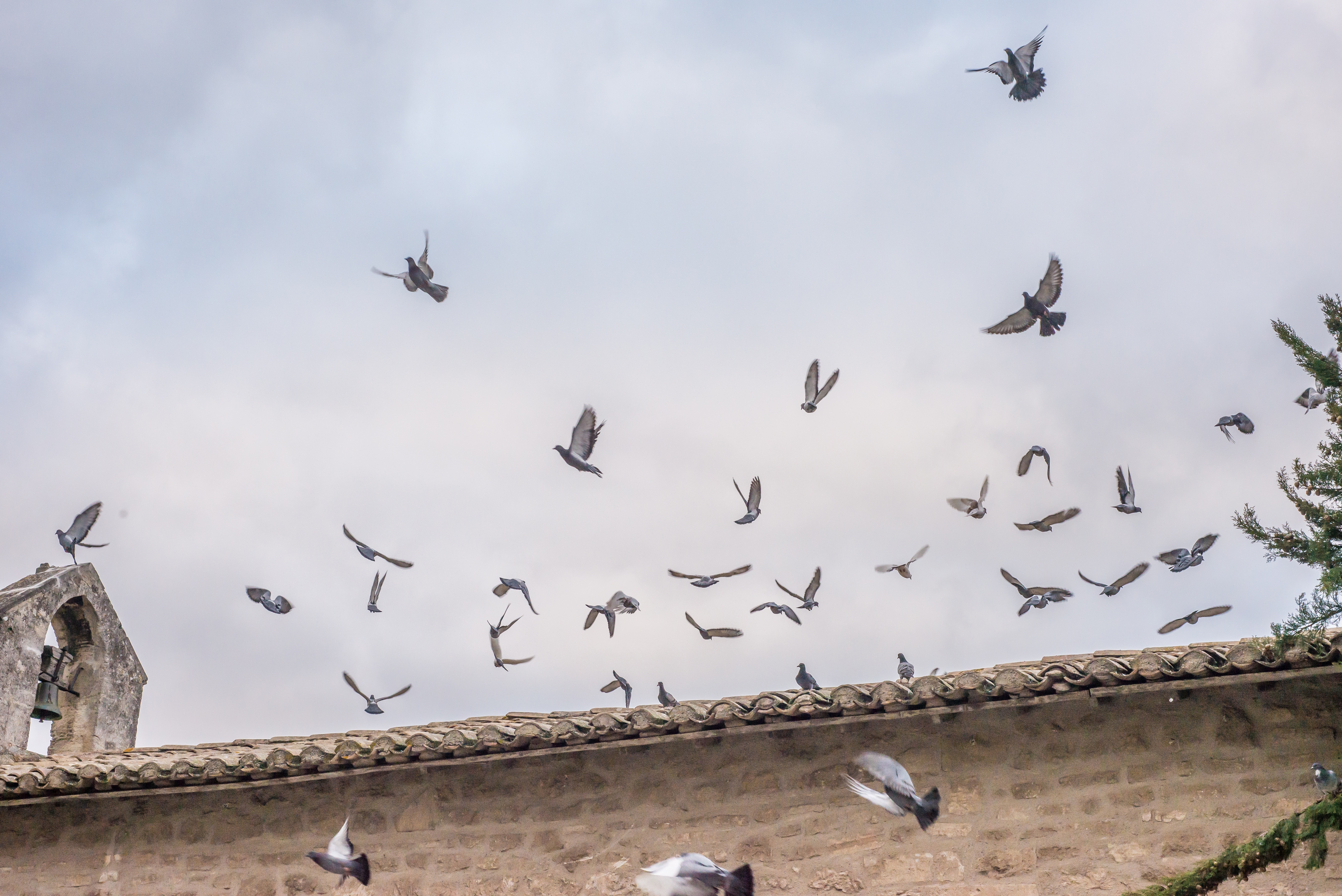 flock of  pigeons