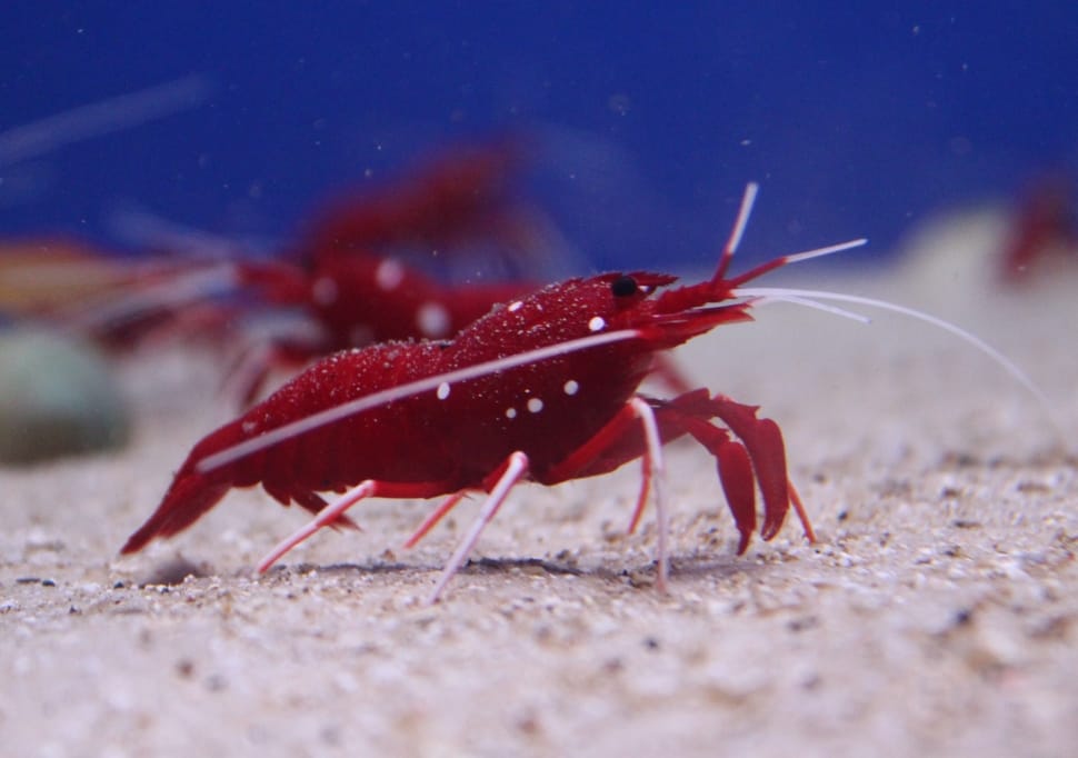 red shrimp preview