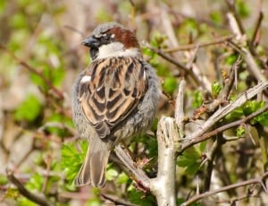 brown and gray sparrow thumbnail