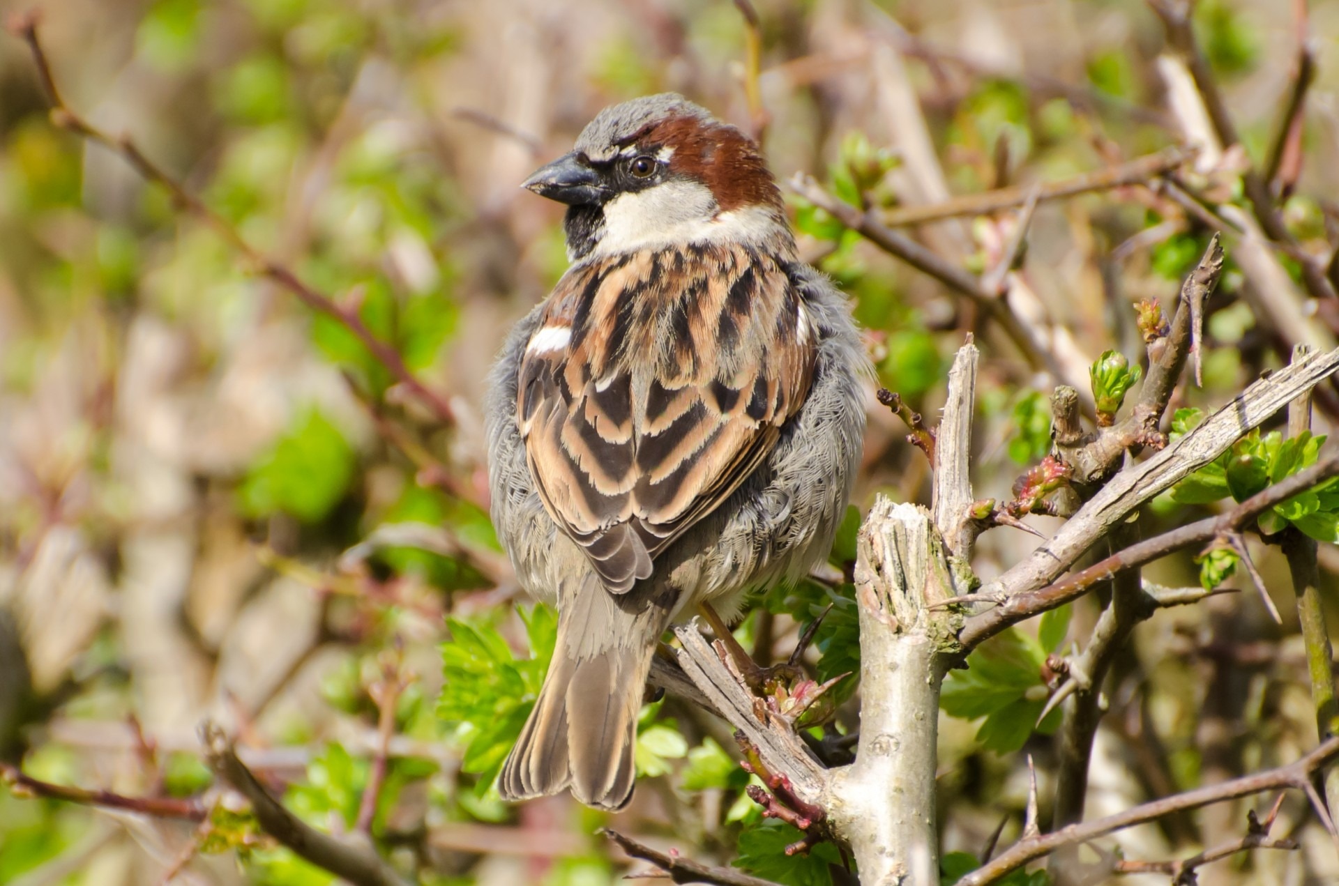 brown and gray sparrow