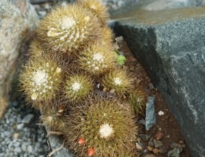 brown and green cactus thumbnail
