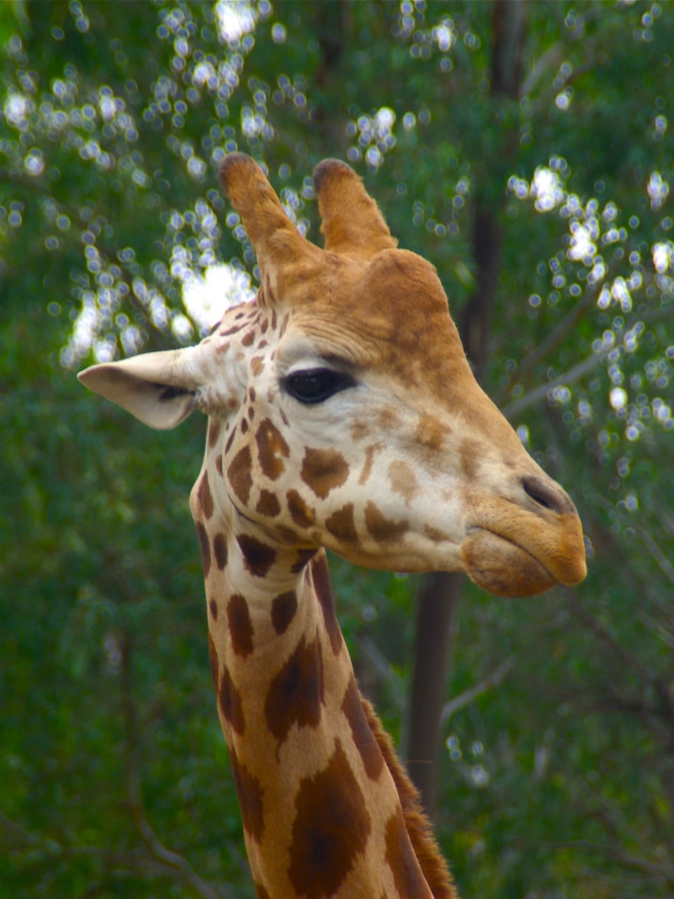 giraffe animal preview