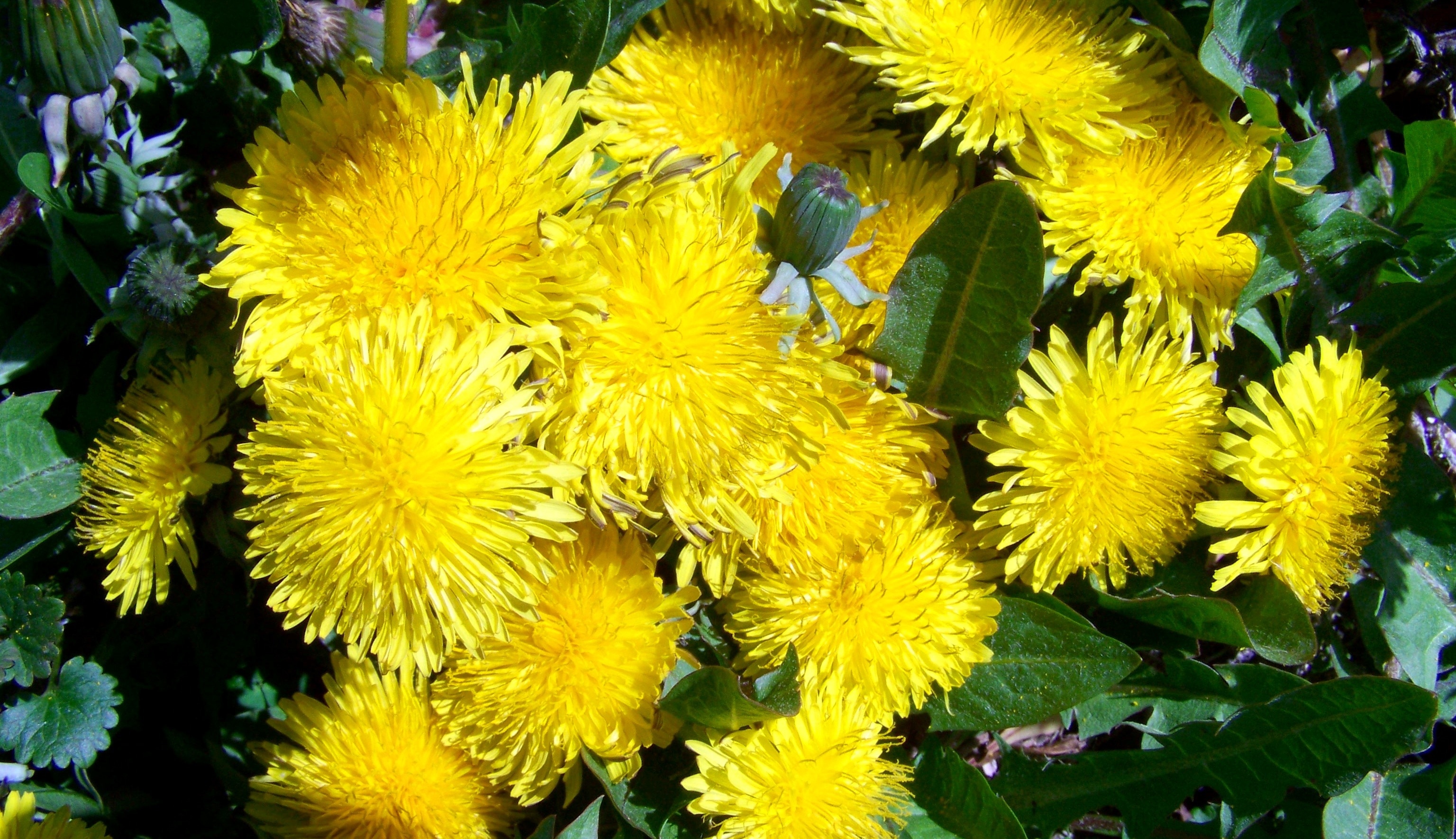 yellow flower lot