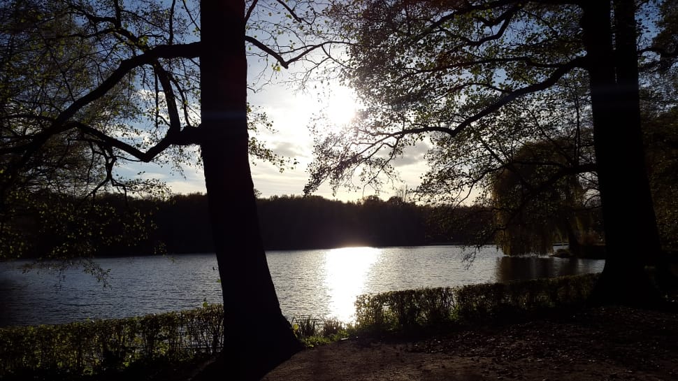 body of water and trees preview