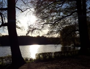 body of water and trees thumbnail