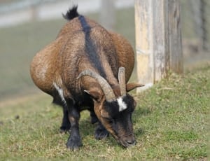brown and black goat thumbnail