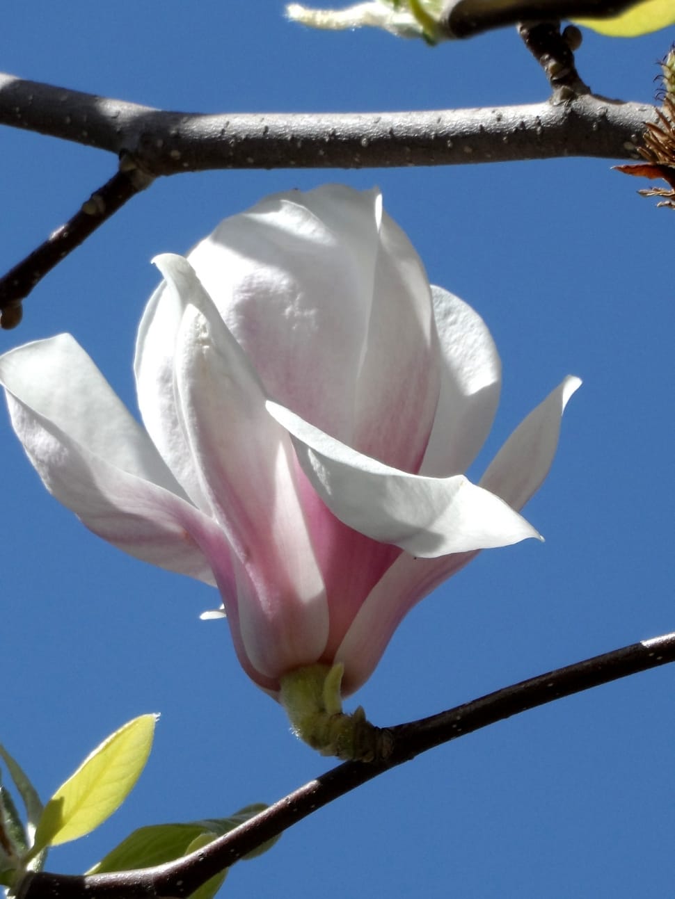 pink magnolia flower preview