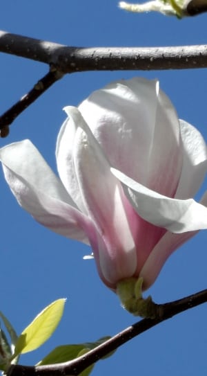 pink magnolia flower thumbnail