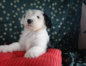 white medium size dog lying on red throw pillow thumbnail