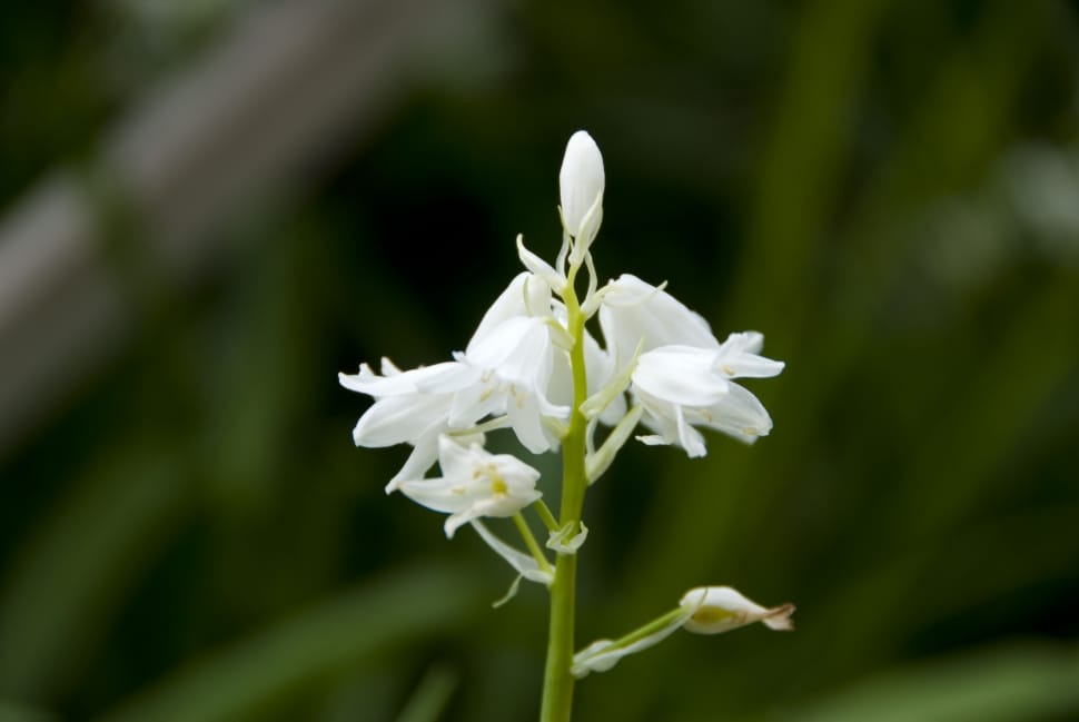 white petal flower bud preview