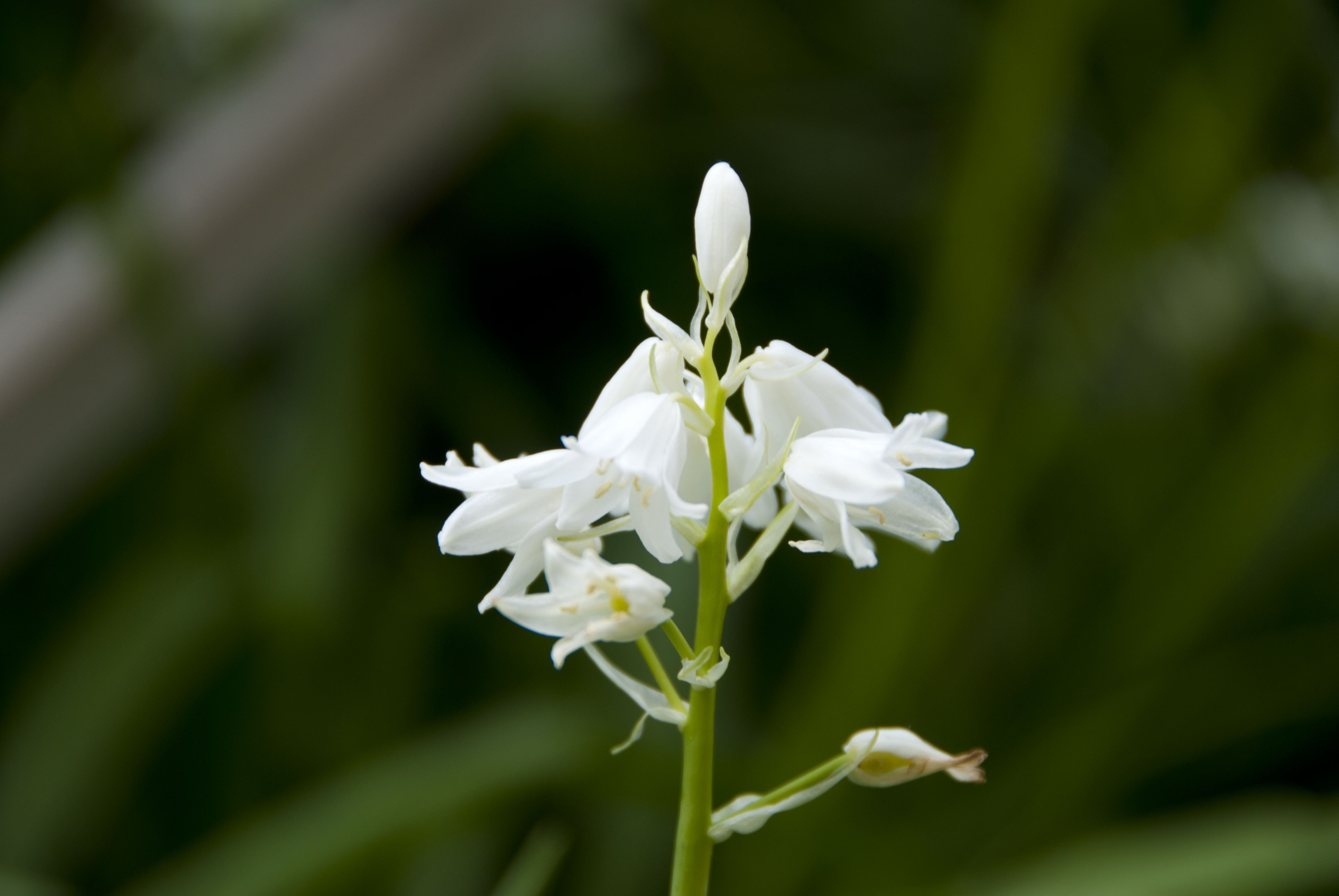 white petal flower bud