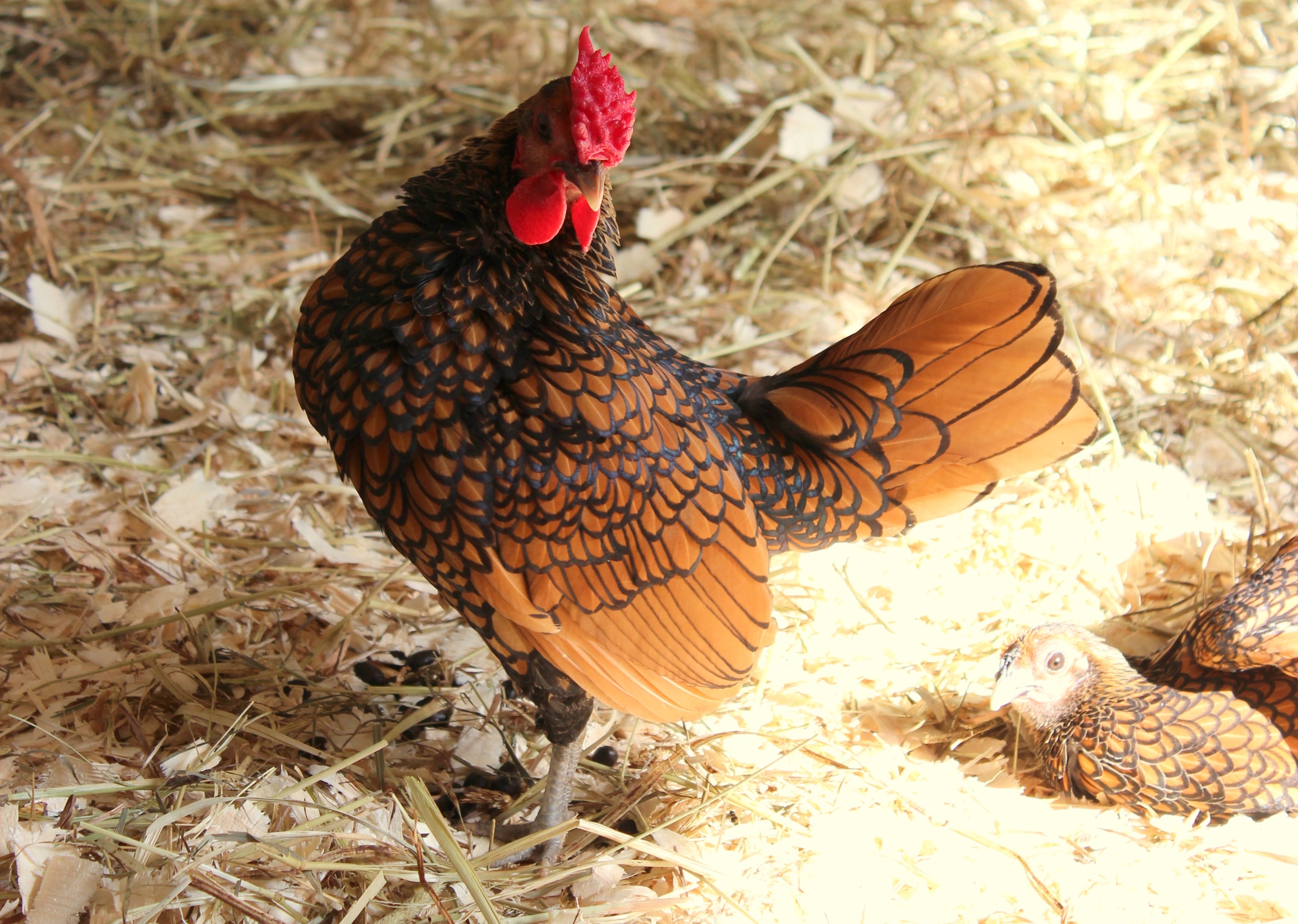 brown and black hen
