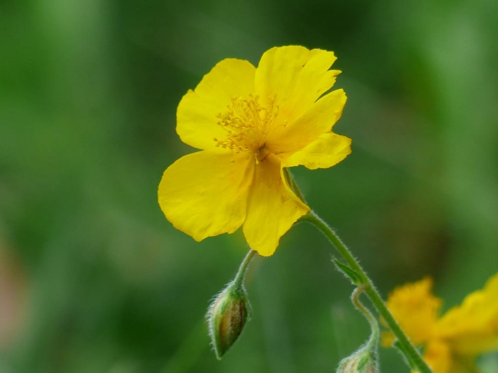 macro photography of yellow flower preview