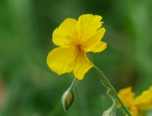 macro photography of yellow flower thumbnail