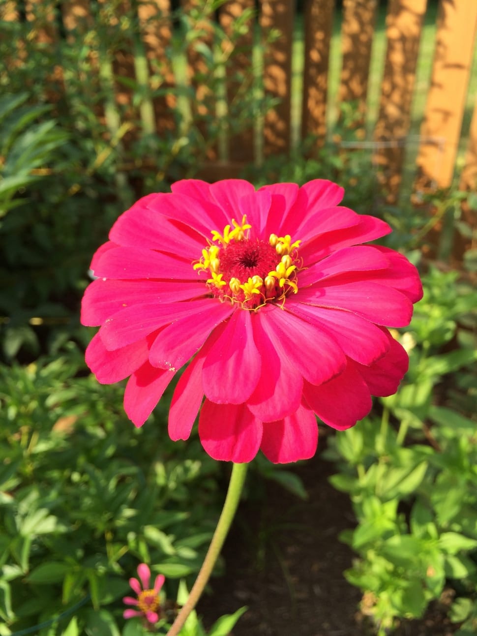 red zinnia preview