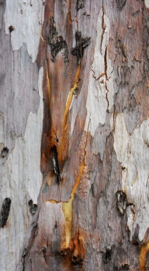 beige wood bark thumbnail