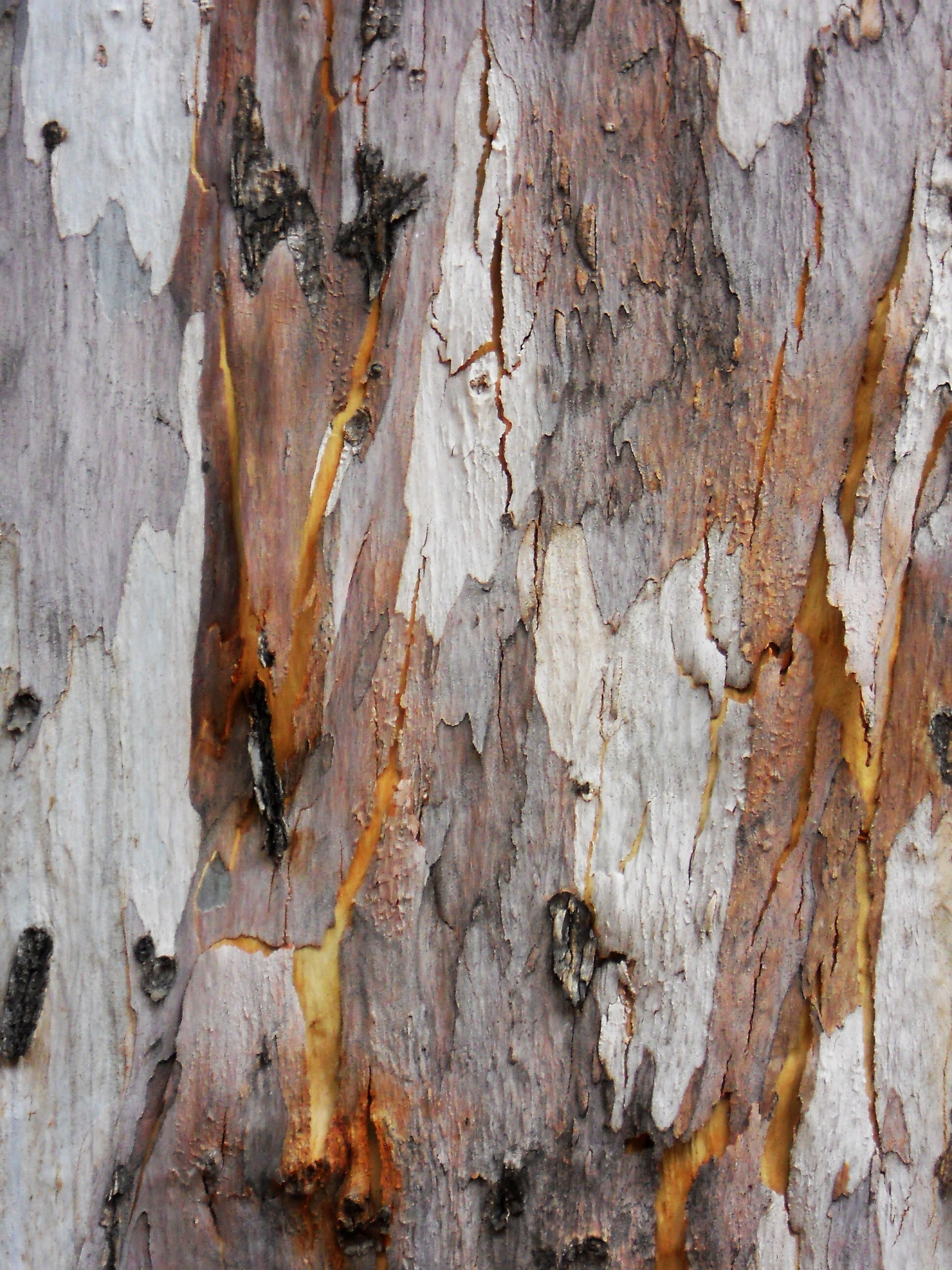 beige wood bark