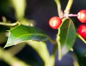 green leaf and red fruit thumbnail