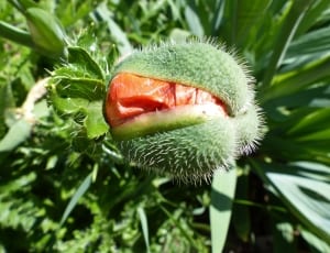 green round thorn plant thumbnail