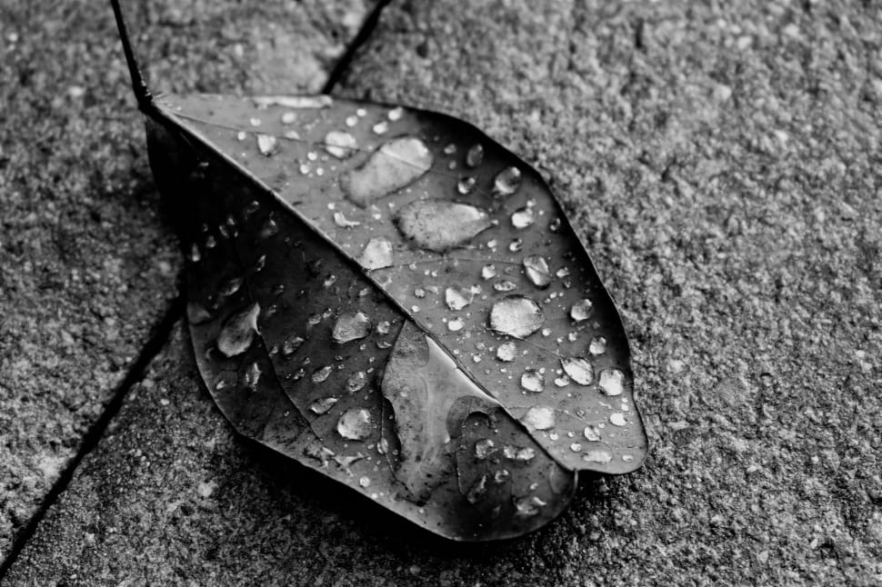 grayscale photo of wet oblique leaf preview