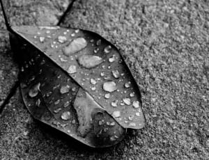 grayscale photo of wet oblique leaf thumbnail