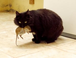 black short fur cat with brown mouse thumbnail