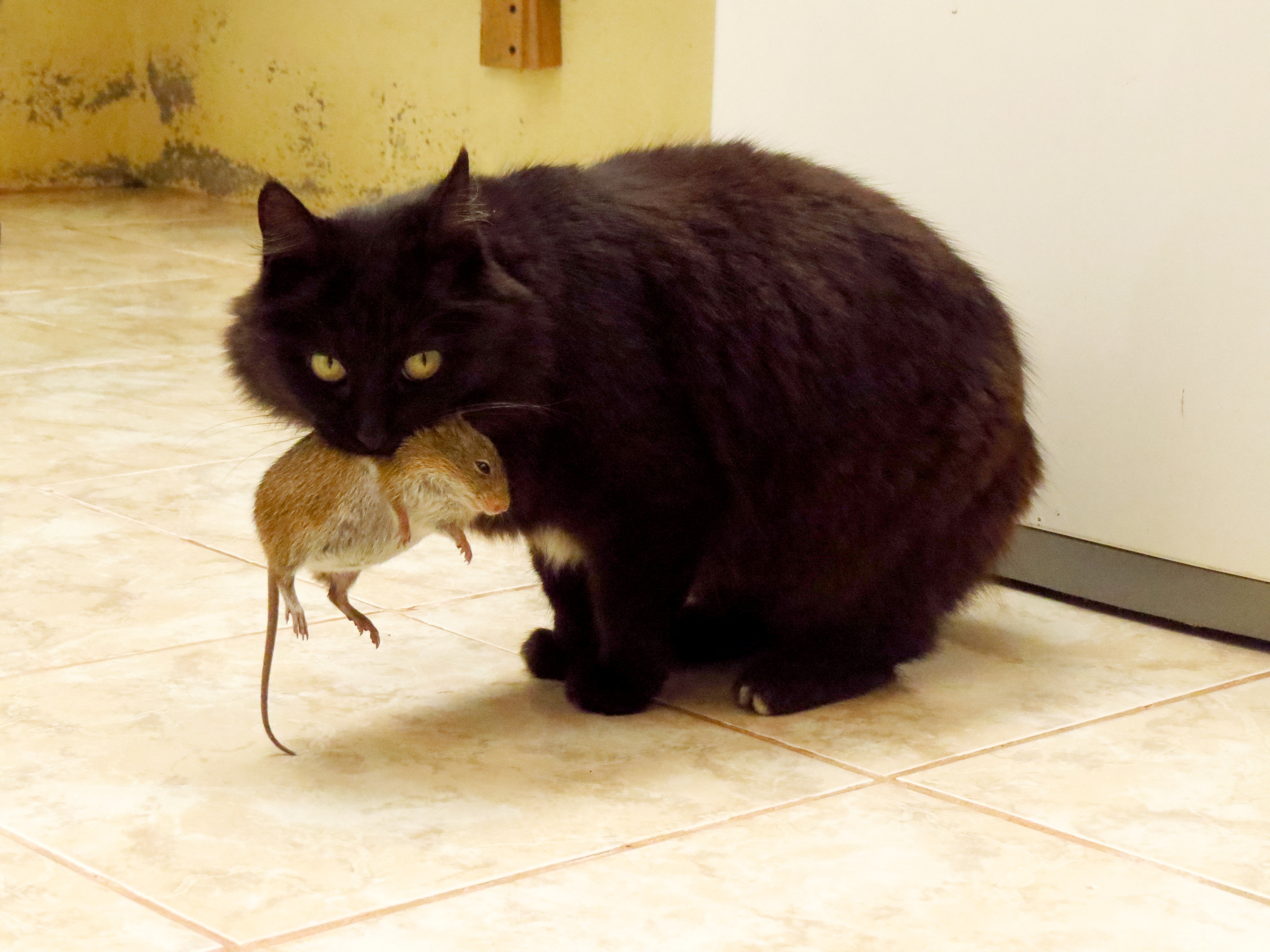 black short fur cat with brown mouse