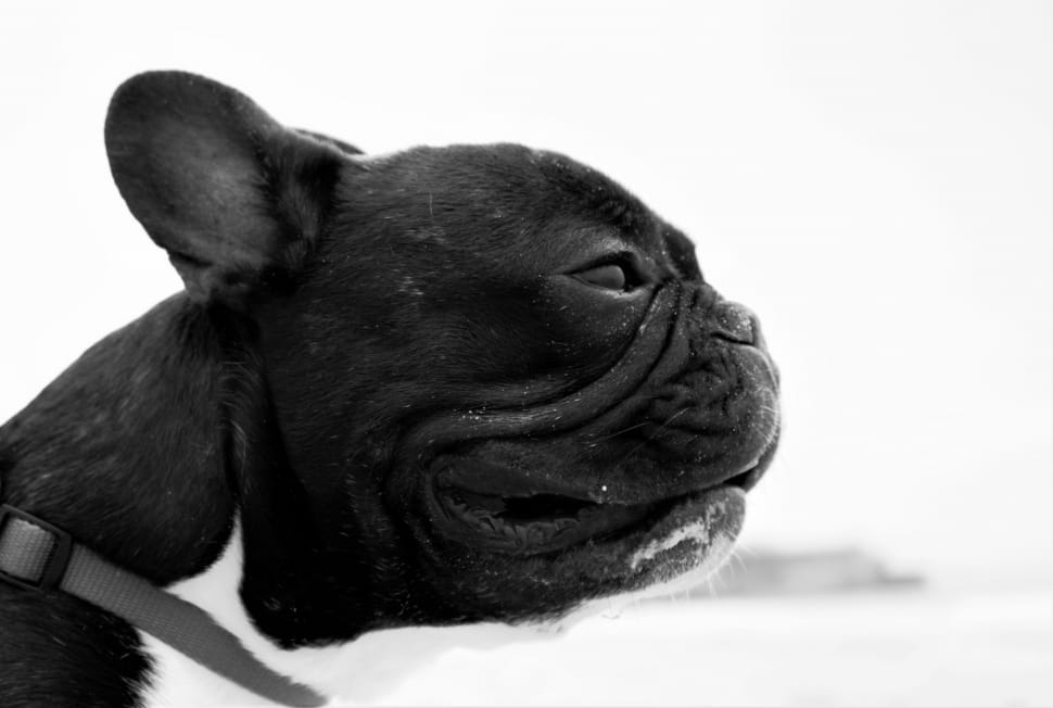 black french pug preview